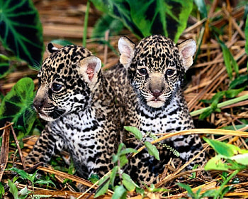 ONY TWO FACES A MOTHER COULD LOVE, CUBS, ADORABLE, CUTE, FACES HD wallpaper