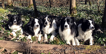 Gramer Village Collies, Charming canine companions, Border Collie's charm, Hardworking herders HD wallpaper