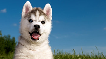 Siberian husky puppy, Husky, Siberian, Thick coat, Puppy HD wallpaper
