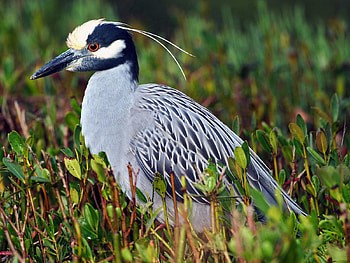 Animals, Grass, Feather, Bird, Sit, Color, Night Heron, Yellow Heron, Yellow-Crowned HD wallpaper