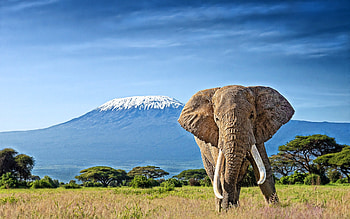 Kilimanjaro, Travels, Elephants, African savannah HD wallpaper