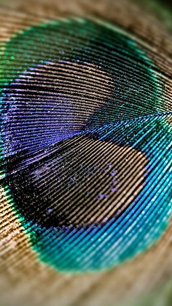 Peacock Feather, Peacock Birds, Feather, peacock, birds HD phone wallpaper