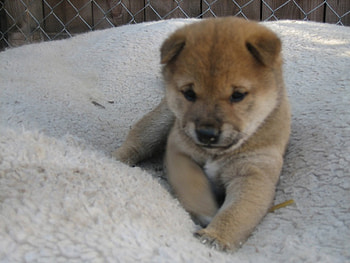 Puppy, dogs, puppies HD wallpaper
