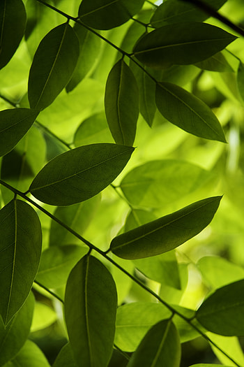 Nature, Leaves, Macro, Shadow HD phone wallpaper