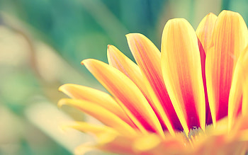 Macro, Glare, Petals, Striped HD wallpaper