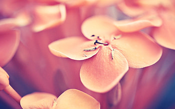 Background, Flower, Macro, Light, Bright, Light Coloured HD wallpaper