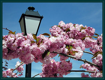 city spring, city, lamp, flowers, spring, cherry blossoms HD wallpaper