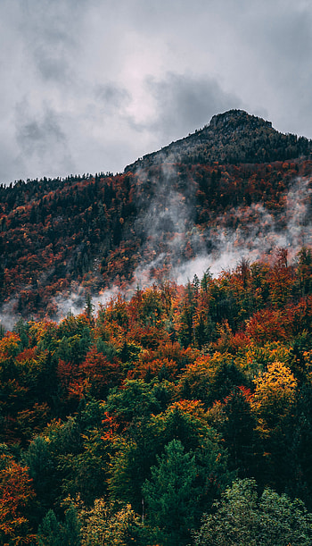 Nature, Clouds, Mountain, Vertex, Top, Forest, Slope HD phone wallpaper
