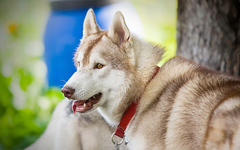 tired husky, dog, animal, canine, husky HD wallpaper