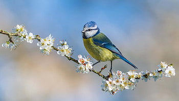 Blue Yellow Titmouse Bird Is Standing On White Blossom Flowers Tree Branch In Blur Blue Sky Background Birds HD wallpaper