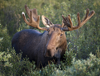 Elk (Animals), Tranquil wilderness, Mountainous terrain, Untamed beauty HD wallpaper