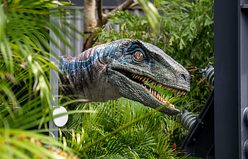 Velociraptor, Raptor encounter, Islands of Adventure, Orlando HD wallpaper