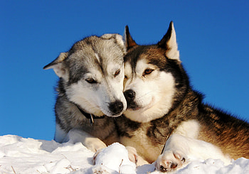 Alaskan Malamutes, winter, sledgedogs, graphy, snow HD wallpaper