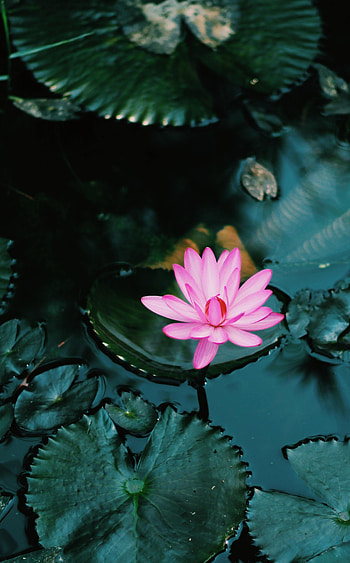 Flowers, Water, Pink, Lotus, Flower, Plant HD phone wallpaper