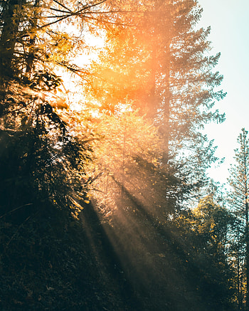 Nature, Trees, Beams, Rays, Branches, Sunlight HD phone wallpaper