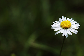 Flowers, Camomile, Flower, Chamomile, Stem, Stalk HD wallpaper