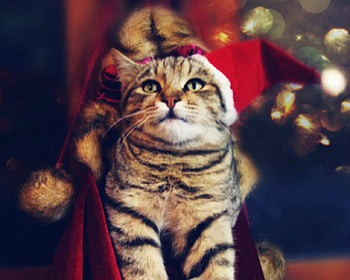 Cute Cat, animal, cat, Christmas, hat HD wallpaper