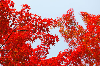 Autumn Red Leaf Orange, autumn, red, nature, leaf HD wallpaper