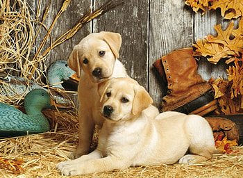 Puppies, ducks, puppy, art, painting, pictura, cute, couple, golden retriever HD wallpaper