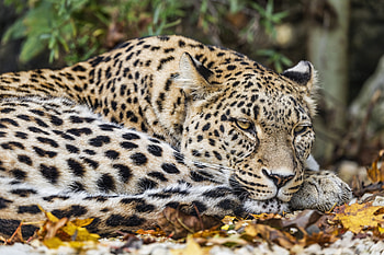 Leopard Reverie — Animal, Animal, leopard HD wallpaper