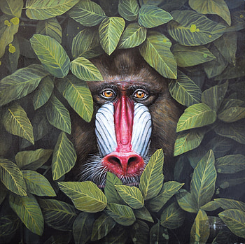 Monkey, art, sophie wilkins, green, face, maimuta, leaf, jungle, pink HD wallpaper
