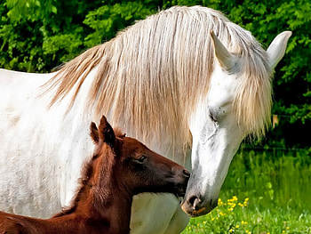 New foal, Mother, tenderness, white, brown, foal HD wallpaper