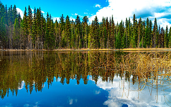 Lake Reflection, nature, reflection, water, lake, forest HD wallpaper