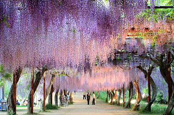 wisteria lane, purple, wisteria, nature, arbour, glicinia HD wallpaper