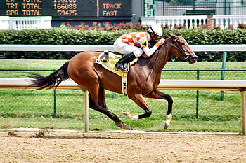 Horse Racing, animal, horse, graphy, thorobred, beautiful, sports, wide screen, equine, , thoroughbred HD wallpaper