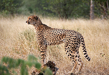 Animals, Grass, Cheetah, Predator, Big Cat, Sight, Opinion, Profile HD wallpaper