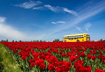 Red Flowers, red, clouds, sky, beautiful, nature, flowers, bus HD wallpaper