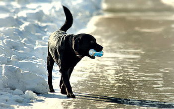 Animals, Sea, Snow, Shore, Bank, Dog, Stroll, Jar HD wallpaper