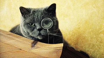 Animals, Cats HD wallpaper