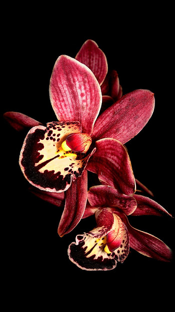 Purple orchid flower Â· Purple OrchidsOrchid FlowersBlack Backgrounds Android HD phone wallpaper