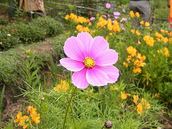 Pink Flower, pink, ooty, india, flower, garden HD wallpaper