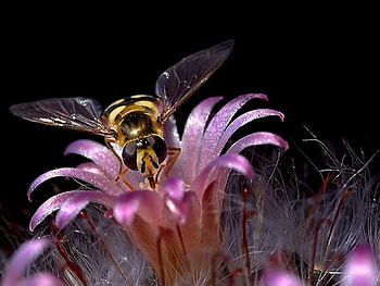 Flower, flowers, bee, nice, beauty HD wallpaper