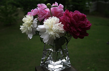 Flowers, Peonies, Close-Up, Bouquet, Vase HD wallpaper