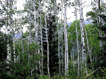 Forest of Aspens, trees, leaves, aspen, forest HD wallpaper