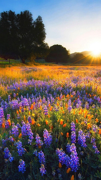 Bluebonnet, Spring nature, Fresh blossoms, Vibrant colors HD phone wallpaper
