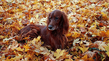 Animals, Autumn, Leaves, Fluffy, Dog, Foliage HD wallpaper