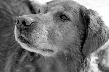 Dog, sweet, animal, dogs, cute, beautiful, puppys, puppy, pretty, animals, lovely HD wallpaper