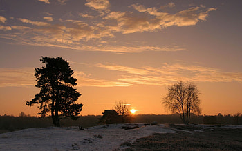 Nature, Trees, Sunset, Sun, Horizon, Field HD wallpaper
