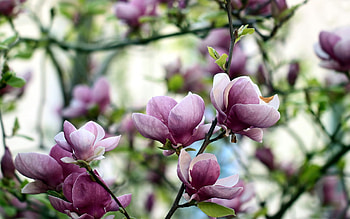 Magnolia bloom, Spring pink flowers, Beautiful trees, High-quality HD wallpaper