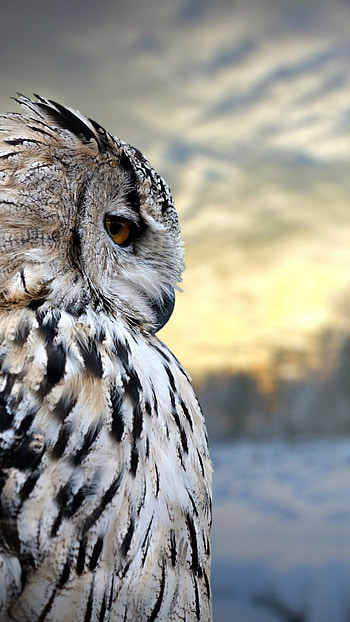 owl , High resolution beauty, on screen, Captivating HD phone wallpaper