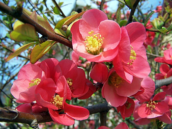Plants, Flowers HD wallpaper
