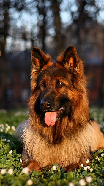 German Shepherd Dog, Nature Background HD phone wallpaper
