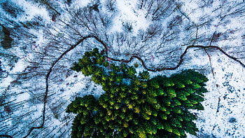 Aerial view, trees, winter HD wallpaper