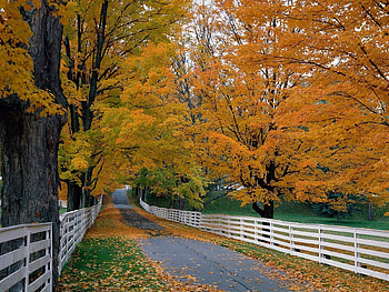 Landscape, Trees, Roads, Autumn HD wallpaper