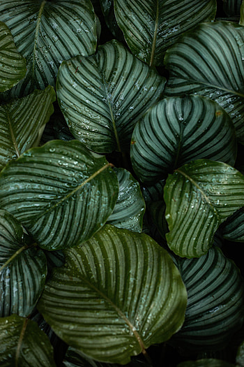 Leaves, Drops, Plant, Macro, Dew HD phone wallpaper
