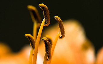 Flowers, Flower, Macro, Stamens HD wallpaper